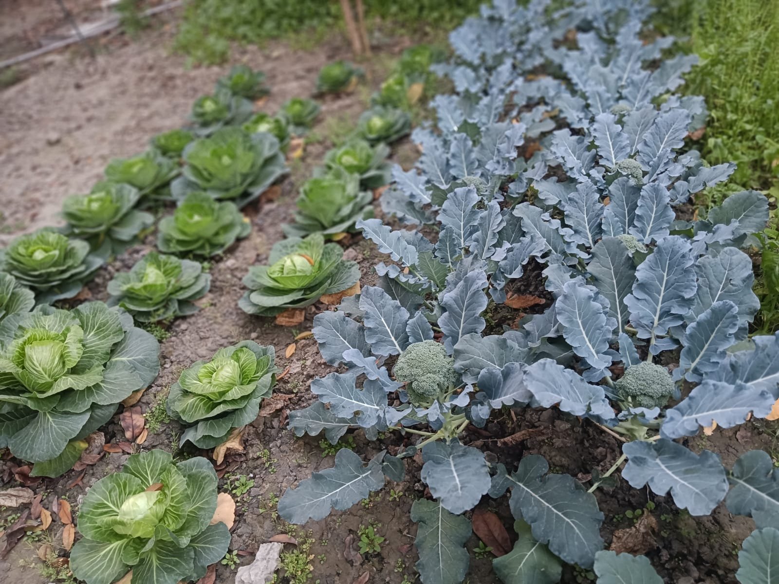 Organic farming at Jagriti Dham