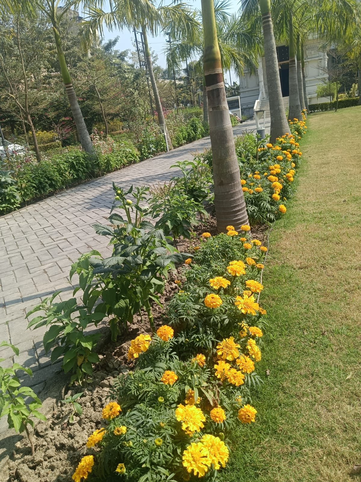 Organic farming at Jagriti Dham