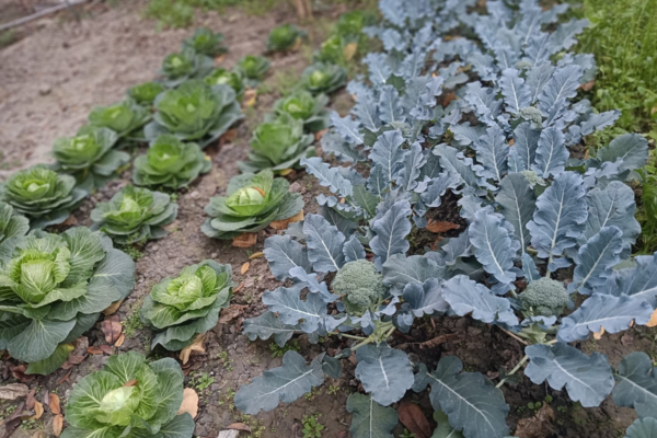 Organic farming at Jagriti Dham